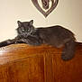 cat, gray_cat, fluffy, wooden_headboard, heart_decoration, indoor, furniture, relaxed, pet, animal, long_tail, wall, cozy, resting, cute, domestic_cat, feline, home, scratches, leisure