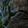 cat, tabby, closeup, face, fur, whiskers, green_eye, animal, pet, nature, outdoor, portrait, mammal, feline, wildlife, soft_focus, texture, profile, detail, curious
