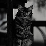 Moka participe au concours pour gagner de l'argent avec cette photo : cat, feline, animal, pet, fur, fluffy, sitting, wood, post, black_and_white, portrait, intense_gaze, closeup, domestic_animal, quiet, calm, indoor, texture, focus, monochrome