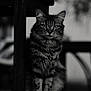 cat, feline, animal, pet, fur, fluffy, sitting, wood, post, black_and_white, portrait, intense_gaze, closeup, domestic_animal, quiet, calm, indoor, texture, focus, monochrome