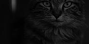 Moka participe au concours pour gagner de l'argent avec cette photo : cat, portrait, black_and_white, feline, fur, whiskers, eyes, closeup, animal, pet, mammal, dark, shadow, indoor, soft_light, focused, serious, texture, head, ears