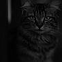 cat, portrait, black_and_white, feline, fur, whiskers, eyes, closeup, animal, pet, mammal, dark, shadow, indoor, soft_light, focused, serious, texture, head, ears