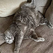 Charlie joined the competition — help win amazing prizes! animal, cat, comfort, couch, cozy, feline, fluffy, fur, furniture, gray_cat, home, indoor, lazy, mammal, paw, pet, relaxed, resting, sleepy, whiskers