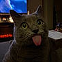 gray_cat, cat, tongue_out, wide_eyes, green_eyes, whiskers, close_up, indoor, low_light, living_room, television, fireplace, cozy, portrait, surprised, pet, domestic_cat, furniture, night, cute