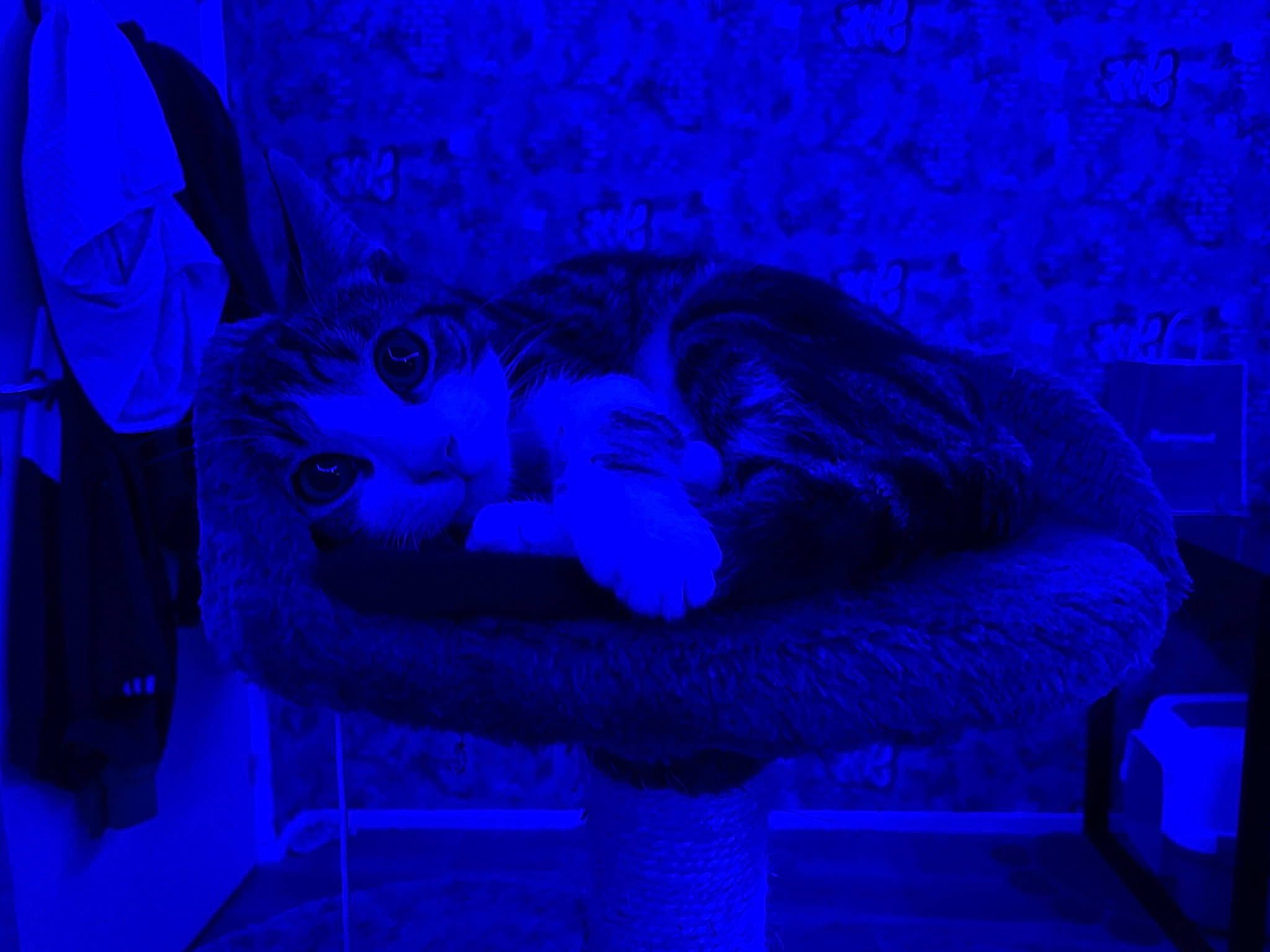 Kyo a rejoint le concours — aidez-le/la à gagner de superbes lots ! art, azure, blue, carnivore, cat, cg_artwork, comfort, couch, darkness, electric_blue, felidae, fictional_character, fur, magenta, purple, small_to_medium_sized_cats, tail, violet, visual_arts, whiskers