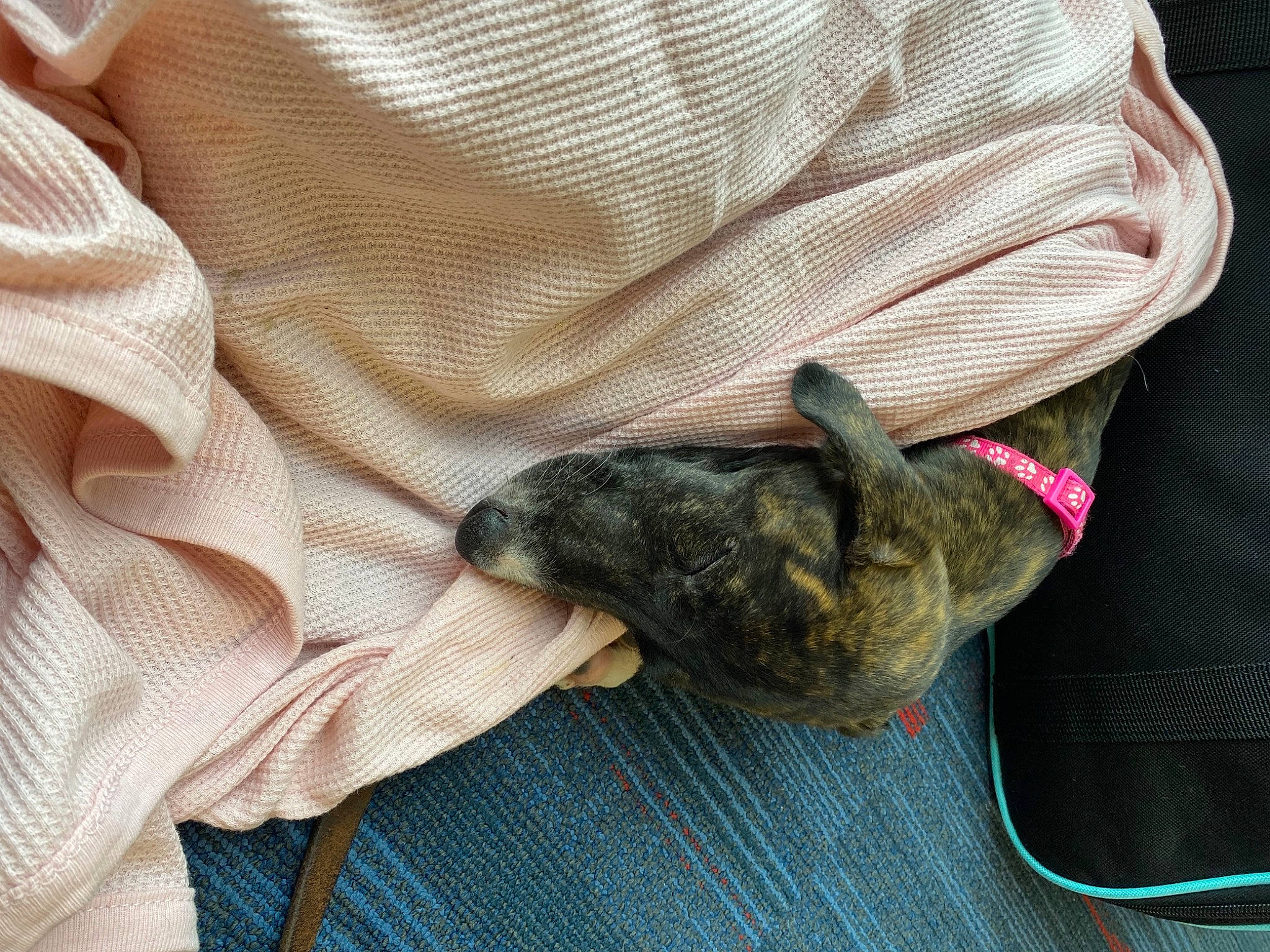 Nala is registered to the contest to win money with this photo: canidae, carnivore, cat, claw, comfort, companion_dog, dog_breed, domestic_short_haired_cat, fawn, felidae, fur, gesture, linens, small_to_medium_sized_cats, snout, sporting_group, tail, textile, whiskers, wool