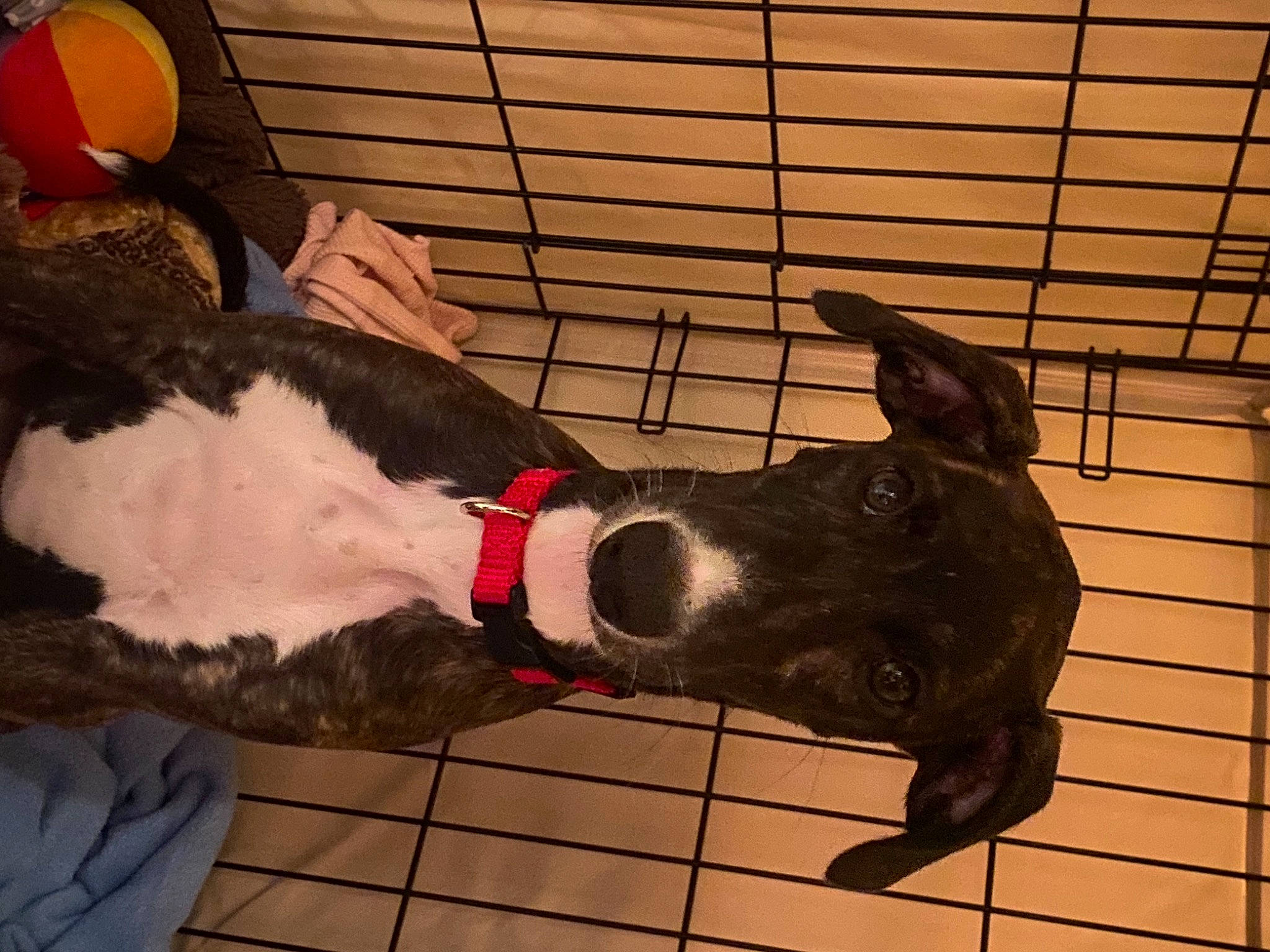 Nala joined the competition — help win amazing prizes! carmine, carnivore, collar, companion_dog, dog, dog_breed, dog_collar, dog_supply, fawn, foot, fur, human_leg, leash, mammal, pet_supply, snout, tail, thigh, vertebrate, working_animal