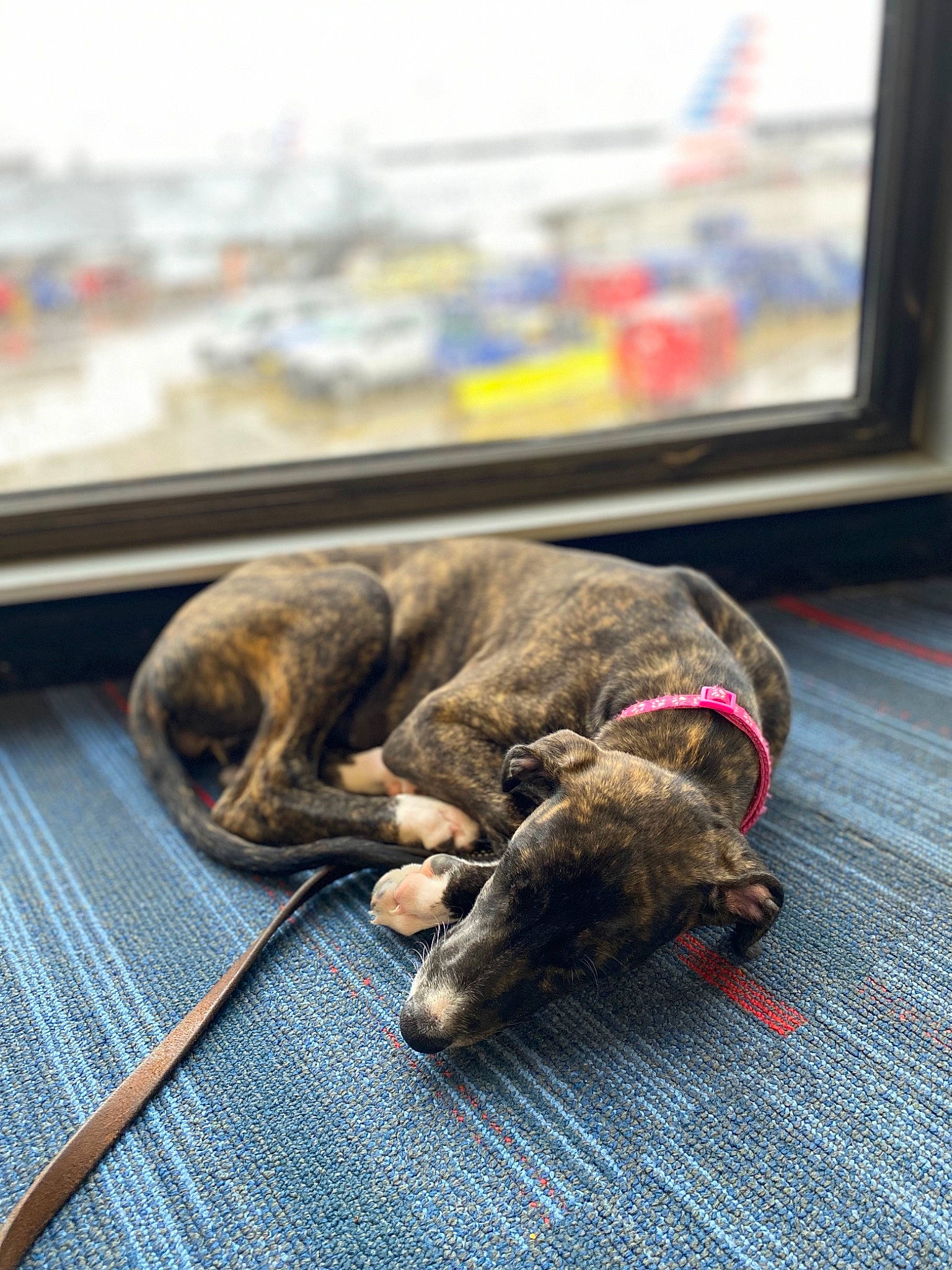 Nala is registered to the contest to win money with this photo: canidae, carnivore, collar, comfort, companion_dog, dog, dog_breed, fawn, fur, grey, leash, liver, pet_supply, rampur_greyhound, snout, sporting_group, tail, terrestrial_animal, wood, working_animal