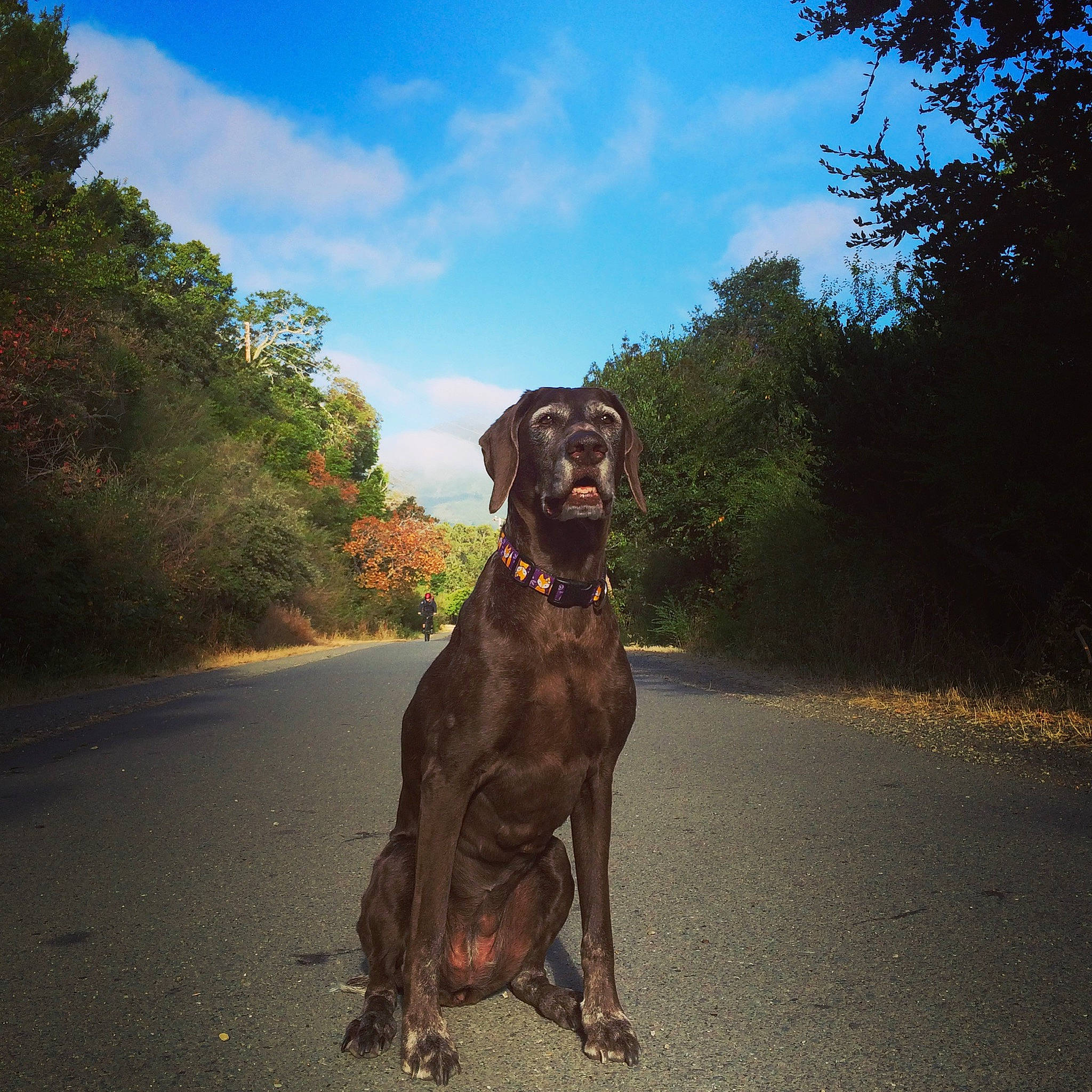 Nesta joined the competition — help win amazing prizes! brown, canidae, carnivore, cloud, collar, companion_dog, dog, dog_breed, dog_collar, fawn, gun_dog, landscape, liver, plant, road, sky, snout, sporting_group, tree, working_animal