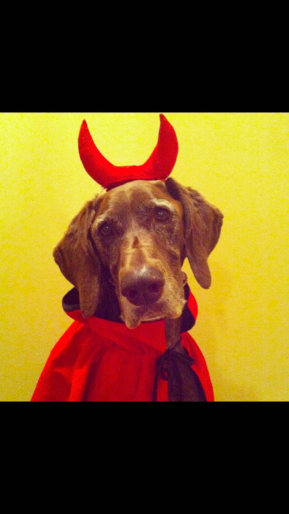 Nesta joined the competition — help win amazing prizes! canidae, carnivore, companion_dog, costume, dog, dog_breed, dog_clothes, dog_supply, ear, fawn, fictional_character, fur, guard_dog, liver, magenta, peach, snout, sporting_group, toy, working_animal