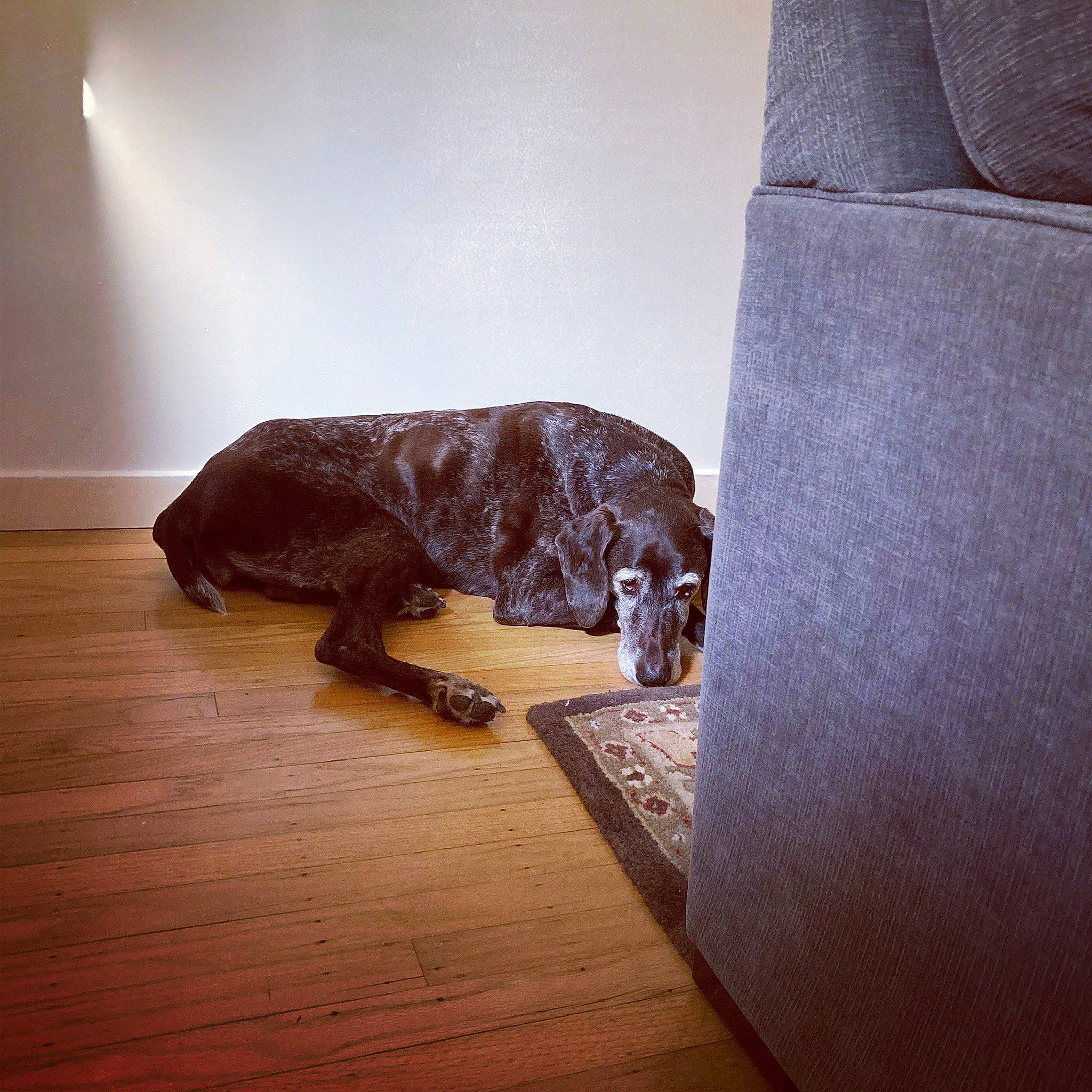 Nesta is registered to the contest to win money with this photo: carnivore, comfort, companion_dog, dog, dog_breed, fawn, felidae, floor, flooring, hardwood, laminate_flooring, pattern, snout, sporting_group, tail, terrestrial_animal, tints_and_shades, wood, wood_flooring, wood_stain