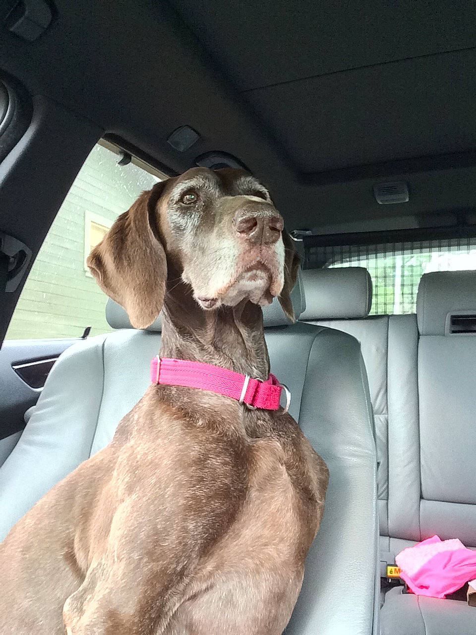 Nesta is registered to the contest to win money with this photo: auto_part, car, car_seat, car_seat_cover, carnivore, collar, companion_dog, dog, dog_breed, dog_collar, dog_supply, fawn, gun_dog, liver, pet_supply, sporting_group, vehicle, vehicle_door, window, working_animal