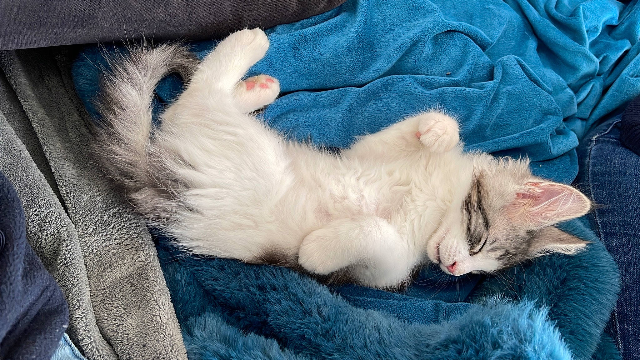 Seiko a rejoint le concours — aidez-le/la à gagner de superbes lots ! azure, blue, carnivore, cat, claw, close_up, comfort, domestic_short_haired_cat, ear, electric_blue, fawn, felidae, fur, nap, paw, small_to_medium_sized_cats, snout, tail, textile, whiskers