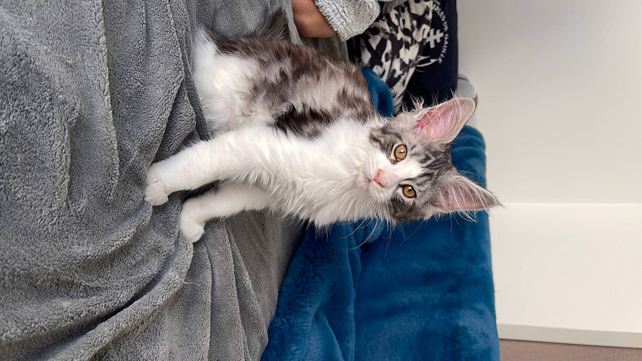 Seiko a rejoint le concours — aidez-le/la à gagner de superbes lots ! carnivore, cat, claw, comfort, denim, domestic_short_haired_cat, fawn, felidae, fur, gesture, grey, mammal, nail, paw, small_to_medium_sized_cats, snout, tail, textile, vertebrate, whiskers