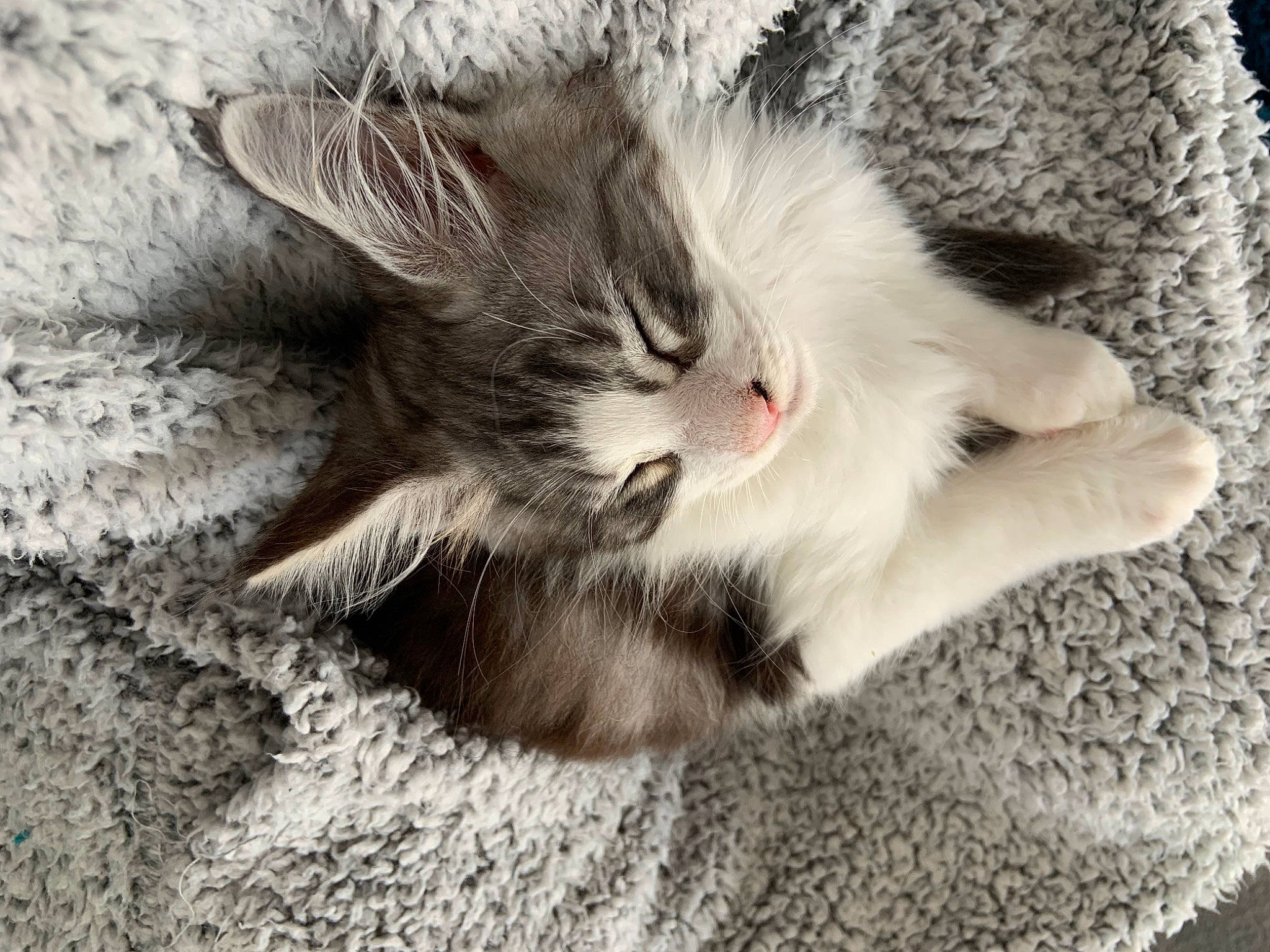 Seiko participe au concours pour gagner de l'argent avec cette photo : carnivore, cat, claw, comfort, domestic_short_haired_cat, fawn, felidae, foot, fur, grey, nap, paw, plant, sleep, small_to_medium_sized_cats, snout, tail, terrestrial_animal, whiskers