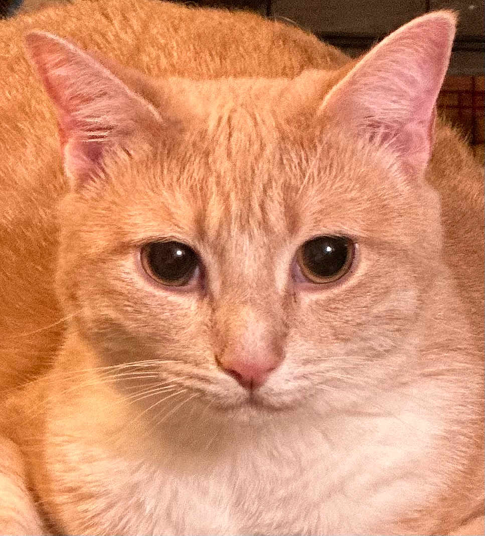 Leonardo Leo is registered to the contest to win money with this photo: cat, feline, ginger_cat, orange_cat, cream_fur, close_up, portrait, whiskers, ears, big_eyes, pet, indoor, mammal, face, nose, cute, curious, relaxed, soft_fur, warm_lighting