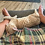 cat, orange_tabby, sleeping, paw, arm, human_leg, bare_feet, quilt, plaid_blanket, couch, footrest, indoor, wood_floor, living_room, cozy, nap, pet, domestic_cat, close_up, resting