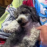 Bruno joined the competition — help win amazing prizes! animal, black_nose, blanket, colorful_blanket, companion, cozy, curly_fur, cute, dog, fur, hand, home, indoor, paw, pet, playing, puppy, relaxed, snout, soft_texture