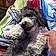 Bruno