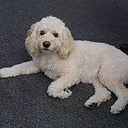 Zoey joined the competition — help win amazing prizes! dog, white_dog, curly_fur, pet, indoor, carpet, lying_down, animal, cute, canine, fur, paw, looking_at_camera, relaxed, companion, domestic_animal, mammal, friendly, house_pet, portrait