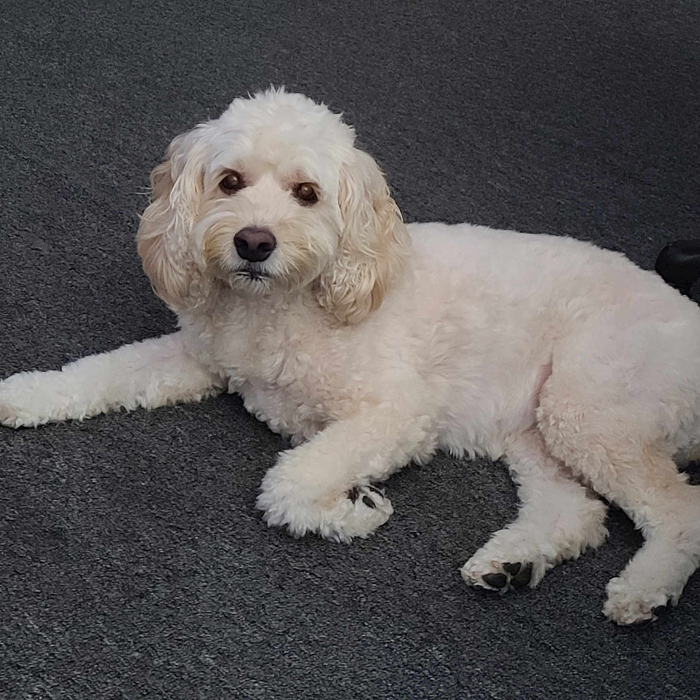 Zoey joined the competition — help win amazing prizes! animal, canine, carpet, companion, curly_fur, cute, dog, domestic_animal, friendly, fur, house_pet, indoor, looking_at_camera, lying_down, mammal, paw, pet, portrait, relaxed, white_dog