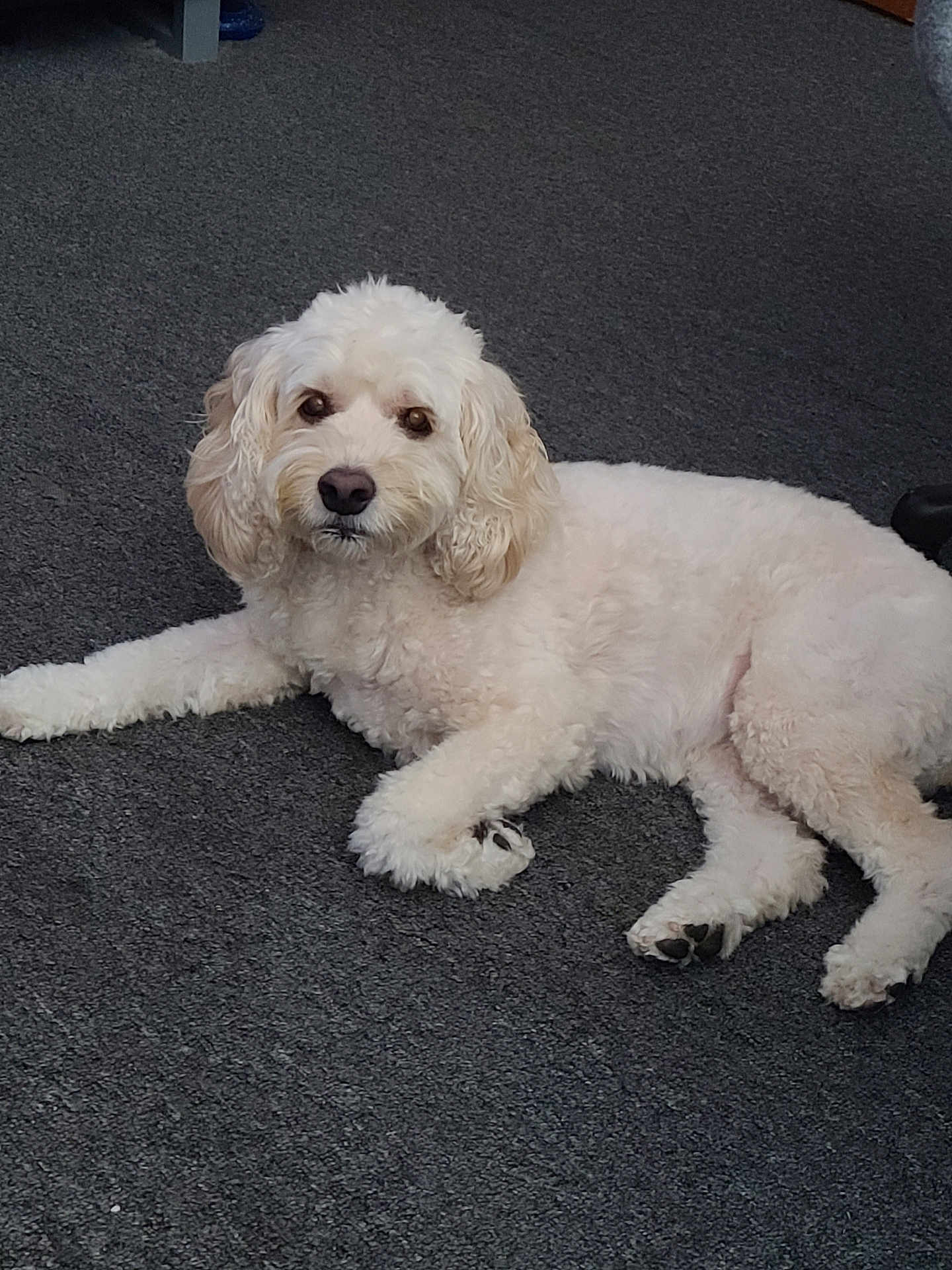 Zoey joined the competition — help win amazing prizes! dog, white_dog, curly_fur, pet, indoor, carpet, lying_down, animal, cute, canine, fur, paw, looking_at_camera, relaxed, companion, domestic_animal, mammal, friendly, house_pet, portrait