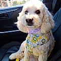 Vivian P.