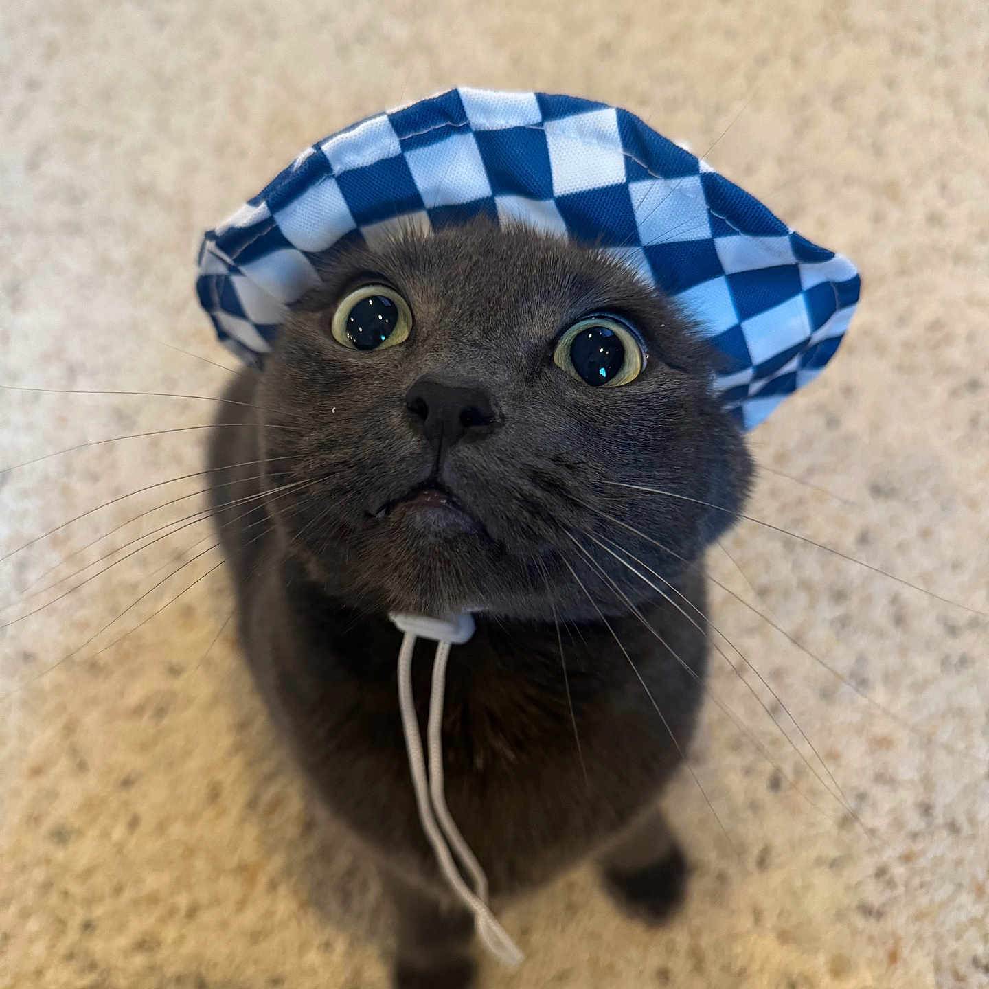 Loki joined the competition — help win amazing prizes! abyssinian, accessories, animal, bag, bandana, blackcat, bonnet, cap, cat, clothing, hardwood, hat, headband, hoodie, kitten, manx, pet, siamese, strap, wood