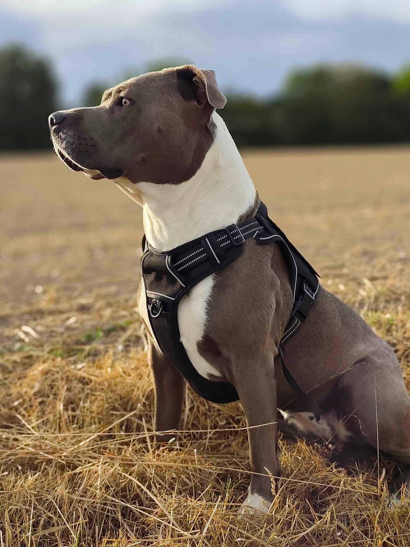 Valma a rejoint le concours — aidez-le/la à gagner de superbes lots ! dog, animal, pet, field, outdoor, nature, grass, harness, brown, white, sitting, canine, portrait, side_view, daylight, ears, muzzle, fur, focused, background_blur
