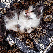 Adolf a rejoint le concours — aidez-le/la à gagner de superbes lots ! kitten, cat, fluffy, black_and_white, pet, animal, cute, resting, blanket, patterned, cozy, indoor, fur, whiskers, small, young, sleepy, comfort, relaxed, portrait
