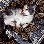kitten, cat, fluffy, black_and_white, pet, animal, cute, resting, blanket, patterned, cozy, indoor, fur, whiskers, small, young, sleepy, comfort, relaxed, portrait