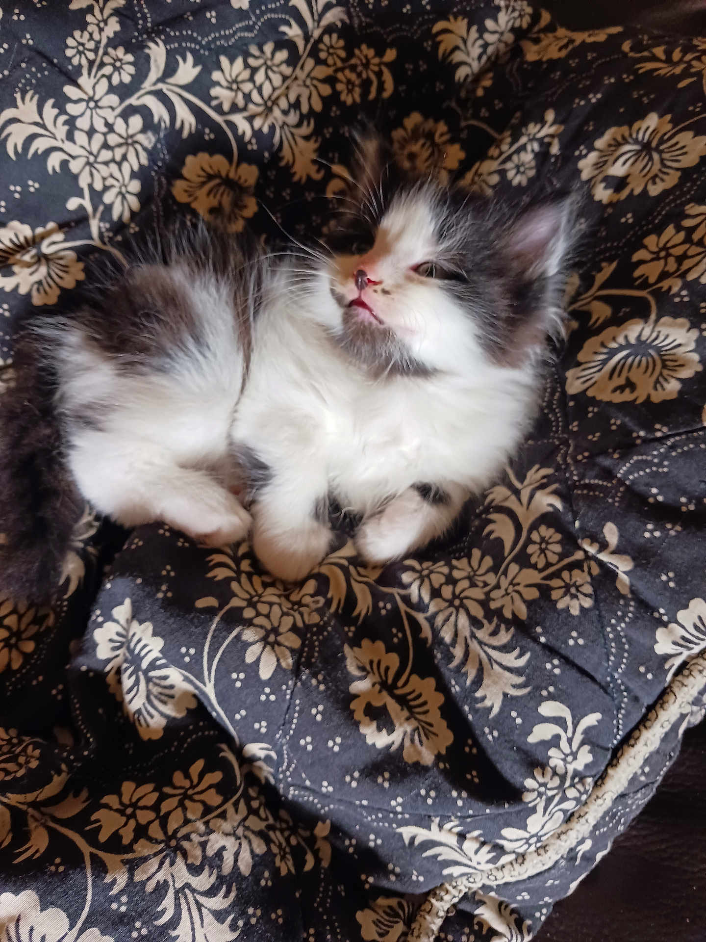 Adolf a rejoint le concours — aidez-le/la à gagner de superbes lots ! kitten, cat, fluffy, black_and_white, pet, animal, cute, resting, blanket, patterned, cozy, indoor, fur, whiskers, small, young, sleepy, comfort, relaxed, portrait