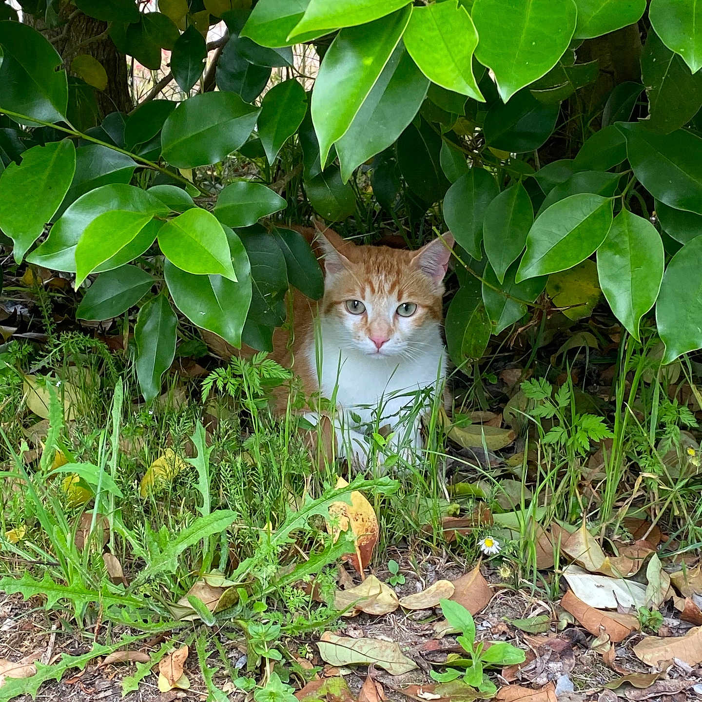 Tao participe au concours pour gagner de l'argent avec cette photo : animal, cat, grass, green, herbal, herbs, jar, jungle, kitten, leaf, nature, outdoors, pet, plant, planter, pottedplant, pottery, soil, tree, vegetation