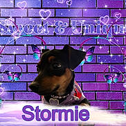 Stormie joined the competition — help win amazing prizes! dog, puppy, purple, brick_wall, butterflies, sparkles, hearts, text_overlay, necklace, collar, cute, pet, portrait, glowing, fantasy, whimsical, decorative, animal, jewelry, fluffy