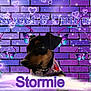 dog, puppy, purple, brick_wall, butterflies, sparkles, hearts, text_overlay, necklace, collar, cute, pet, portrait, glowing, fantasy, whimsical, decorative, animal, jewelry, fluffy