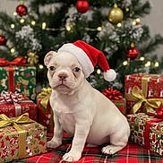 Mabel joined the competition — help win amazing prizes! puppy, dog, santa_hat, christmas_tree, christmas_presents, holiday, festive, decorations, red, green, plaid, blanket, cute, pet, indoor, celebration, winter, small_dog, holiday_spirit, festivity