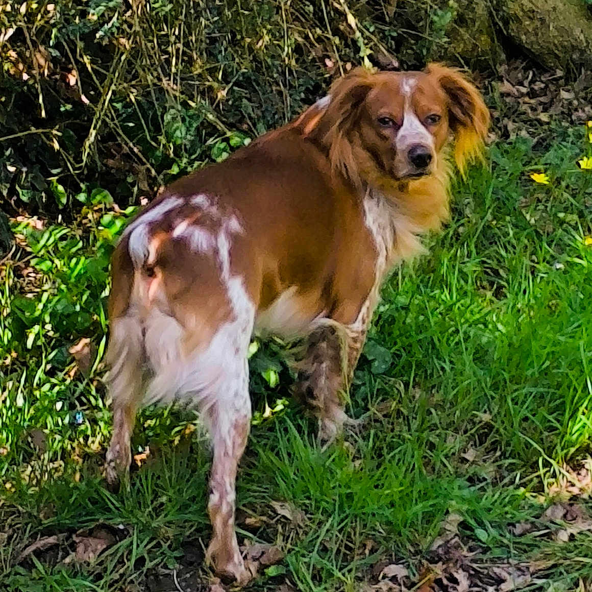 Max participe au concours pour gagner de l'argent avec cette photo : animal, canine, cockerspaniel, dog, field, grass, grassland, herbal, hound, land, nature, outdoors, papillon, pet, plant, puppy, soil, tree, vegetation, woodland