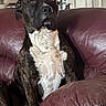 alert, animal, black, brindle, brown, canine, closeup, comfortable, curious, dog, expression, furniture, home, indoor, leather_couch, living_room, pet, portrait, seated, white_chest