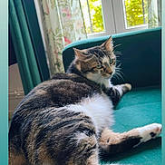 Panda participe au concours pour gagner de l'argent avec cette photo : animal, cat, comfort, curtains, domestic, feline, fluffy, fur, green, house, indoor, natural_light, paw, pet, relaxed, resting, sofa, tabby, white, window