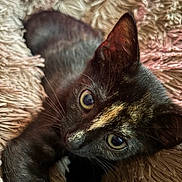 Scarlett is registered to the contest to win money with this photo: kitten, cat, tortoiseshell, close_up, pet, animal, fur, eyes, whiskers, soft, blanket, texture, cute, indoor, resting, young, mammal, adorable, cozy, feline