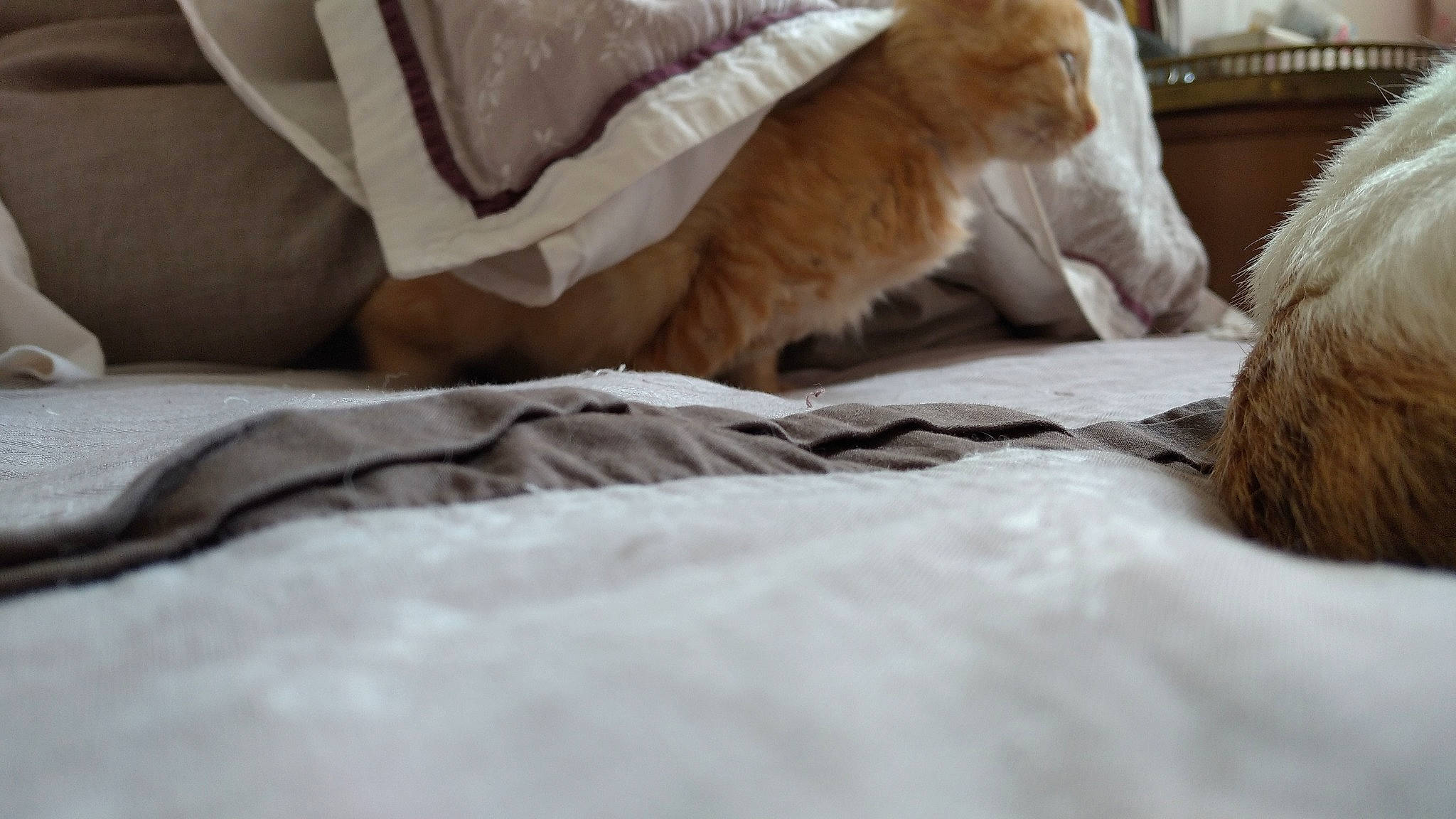 Lys Martagon a rejoint le concours — aidez-le/la à gagner de superbes lots ! bed_sheet, bedding, blanket, carnivore, cat, comfort, domestic_short_haired_cat, fawn, felidae, fur, linens, paw, small_to_medium_sized_cats, tail, terrestrial_animal, vertebrate, whiskers