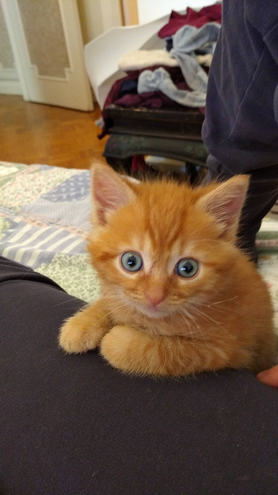 Lys Martagon participe au concours pour gagner de l'argent avec cette photo : cabinetry, carnivore, cat, fawn, felidae, floor, flooring, fur, home, home_accessories, iris, kitten, linens, room, skin, small_to_medium_sized_cats, snout, vertebrate, whiskers, wood_flooring