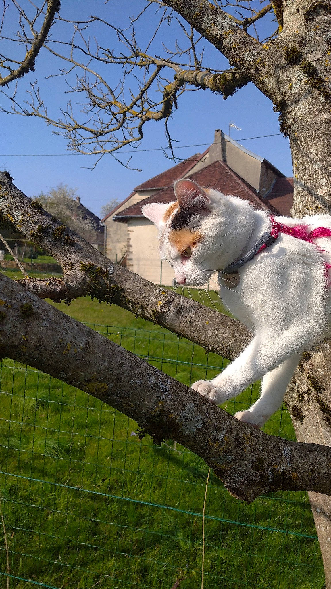 Fleurs D'Agastache participe au concours pour gagner de l'argent avec cette photo : branch, carnivore, cat, collar, cottage, croft, dog_collar, domestic_short_haired_cat, felidae, fur, home, small_to_medium_sized_cats, snout, spring, tail, twig, whiskers, working_animal