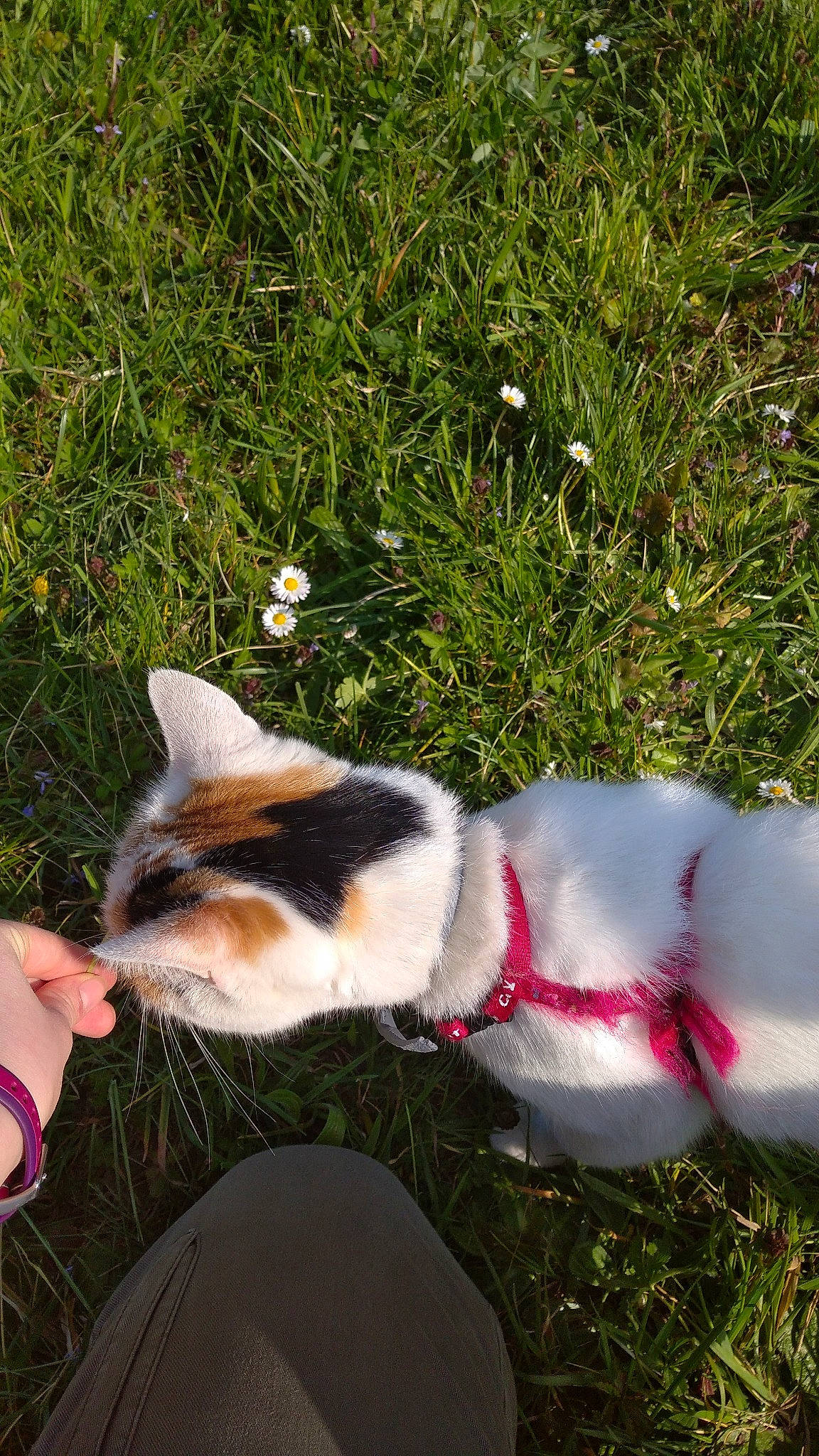 Fleurs D'Agastache a rejoint le concours — aidez-le/la à gagner de superbes lots ! carnivore, cat, collar, dog_collar, felidae, fur, grass, nail, small_to_medium_sized_cats, whiskers