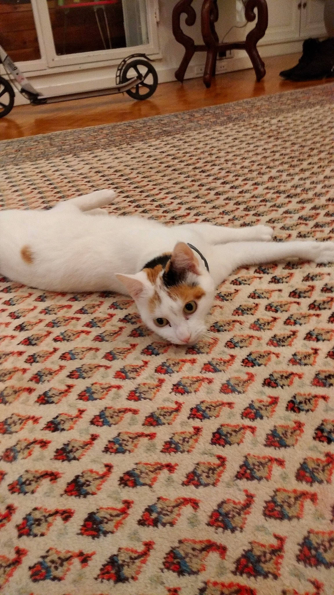 Fleurs D'Agastache participe au concours pour gagner de l'argent avec cette photo : carnivore, carpet, cat, domestic_short_haired_cat, fawn, felidae, floor, flooring, foot, fur, linens, mat, rim, rug, small_to_medium_sized_cats, snout, terrestrial_animal, vertebrate, wheel, whiskers