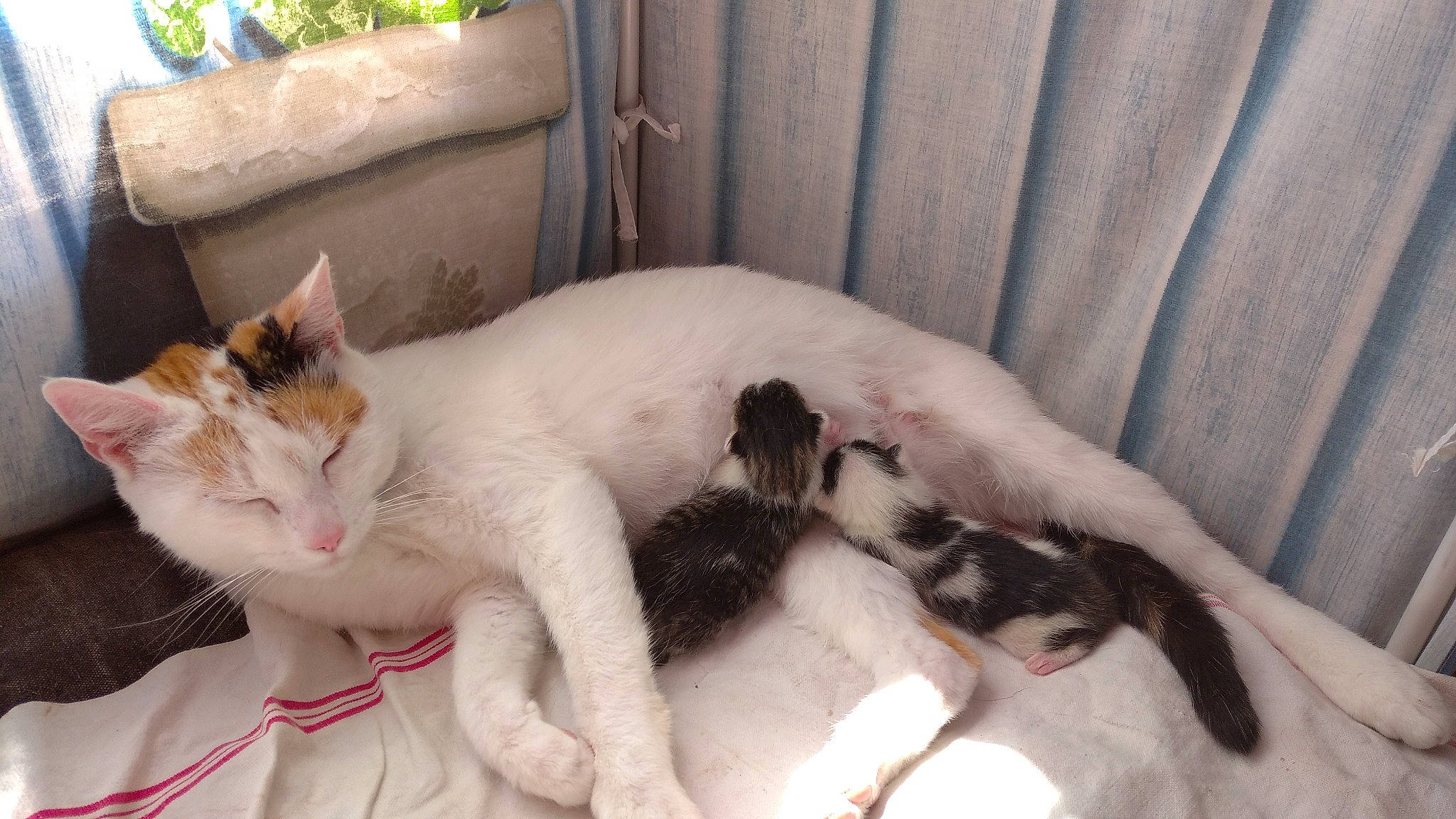Fleurs D'Agastache participe au concours pour gagner de l'argent avec cette photo : carnivore, cat, claw, collar, domestic_short_haired_cat, felidae, fur, paw, small_to_medium_sized_cats, snout, tail, terrestrial_animal, vertebrate, whiskers