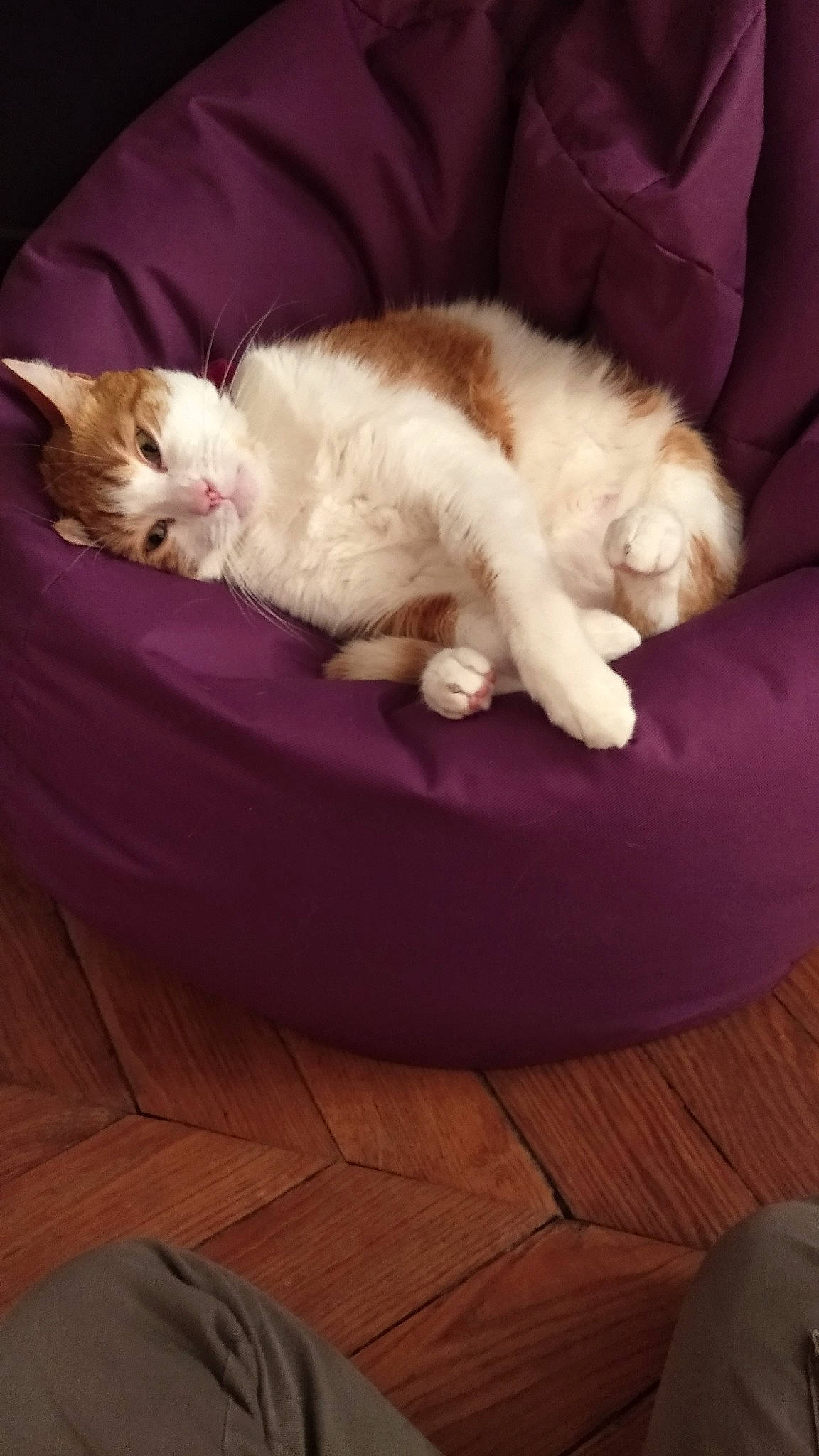 Swann a rejoint le concours — aidez-le/la à gagner de superbes lots ! carnivore, cat, cat_bed, cat_supply, comfort, felidae, fur, living_room, paw, pet_supply, purple, small_to_medium_sized_cats, tail, vertebrate, whiskers