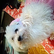 Molly joined the competition — help win amazing prizes! canidae, carnivore, companion_dog, dog, dog_breed, fur, maltepoo, non_sporting_group, plant, small_terrier, snout, sporting_group, terrier, toy_dog, water_dog, working_animal, yorkipoo
