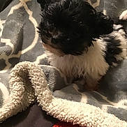 Homer is registered to the contest to win money with this photo: puppy, dog, black_and_white, fluffy, blanket, cozy, indoor, pet, fur, cute, small_dog, animal, resting, texture, pattern, soft, companion, domestic, young, curious