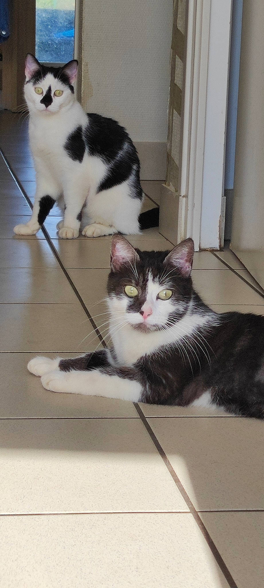 Channel a rejoint le concours — aidez-le/la à gagner de superbes lots ! carnivore, cat, domestic_short_haired_cat, felidae, floor, flooring, foot, fur, grey, hardwood, human_leg, paw, sitting, small_to_medium_sized_cats, snout, tail, whiskers, window, wood, wood_flooring